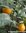 Blutorange Demeter - Citrus dulcis - Sizilien - 100% naturreines ätherisches Öl - 5ml
