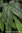 Kardamom - Elettaria cardamomum - Indien - 100% naturreines ätherisches Öl - 5ml