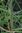 Citronella - Cymbopogon nardus - Nepal - 100% naturreines ätherisches Öl - 5ml