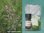 Eisenkraut Verbena Wildwuchs - Aloysia herrerae - Peru - 100% naturreines ätherisches Öl - 1ml