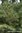 Fichtennadeln Wildsammlung - Picea obovata - Sibirien - 100% naturreines ätherisches Öl - 5ml