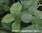 Jasmin - Jasminum grandiflorum sambac - Indien - 100% naturreines ätherisches Öl - 1ml