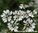Koriander - Coriandrum sativum - Russland - 100% naturreines ätherisches Öl - 5ml
