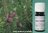 Latschenkiefer Wildsammlung - Pinus mugo - Österreich - 100% naturreines ätherisches Öl - 5ml