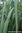 Lemongrass Wildsammlung - Cymbopogon flexuosus - Bhutan - 100% naturreines ätherisches Öl - 5ml