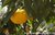 Mandarine rot - Citrus reticulata - Italien - 100% naturreines ätherisches Öl - 5ml