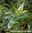 Myrte - Myrtus communis - Kroatien - 100% naturreines ätherisches Öl - 5ml
