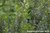 Myrte - Myrtus communis - Kroatien - 100% naturreines ätherisches Öl - 5ml
