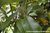 Nelkenblüte - Szygium aromaticum - Sansibar - 100% naturreines ätherisches Öl - 5ml