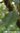 Nelkenblüte - Szygium aromaticum - Sansibar - 100% naturreines ätherisches Öl - 5ml