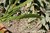 Palmarosa - Cymbopogon martinii - Nepal - 100% naturreines ätherisches Öl - 5ml