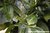 Pimentbeeren - Pimenta dioica - Jamaika - 100% naturreines ätherisches Öl - 5ml