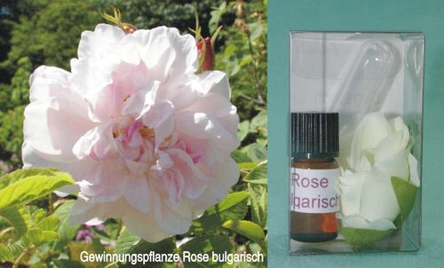 Rose bulgarisch - Rosa damascena - Bulgarien - 100% naturreines ätherisches Öl - 1ml