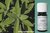 Salbei bio - Salvia officinalis - Dalmatien - 100% naturreines ätherisches Öl - 5ml