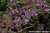 Wildthymian Quendel Wildsammlung - Thymus serpyllum - Türkei - 100% naturreines ätherisches Öl - 5ml