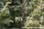 Wacholderbeer Wildsammlung - Junipernus communis - Kroatien - 100% naturreines ätherisches Öl - 5ml