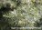 Wacholderbeer Wildsammlung - Junipernus communis - Kroatien - 100% naturreines ätherisches Öl - 5ml
