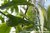 Ylang-Ylang extra Wildsammlung - Cananga odorata - Comoren - 100% naturreines ätherisches Öl - 5ml