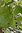 Zimtblätter Wildsammlung - Cinnamomum verum - Sri Lanka - 100% naturreines ätherisches Öl - 5ml