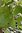 Zimtrinde Wildsammlung - Cinnamomum verum - Sri Lanka - 100% naturreines ätherisches Öl - 5ml