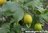 Zitrone - Citrus limon - Sizilien - 100% naturreines ätherisches Öl - 10ml