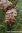 Zypresse Wildsammlung - Cupressus sempervirens - 100% naturreines ätherisches Öl - 5ml
